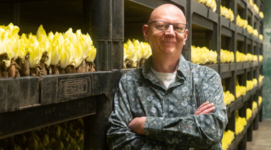 The story behind Bruyninckx’s chiconnettes