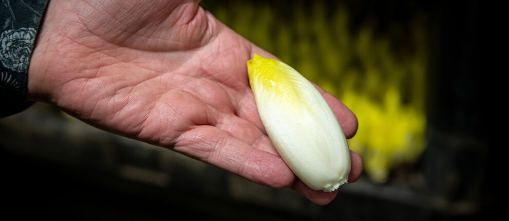 Bruyninckx Chiconnettes 5